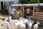 01.08.2013 - Nach mehr als 50 Jahren grasen die Tiere wieder auf Devínska Kobyla