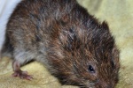 01.11.2012 - Root vole research