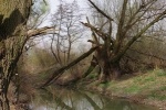 Obnova mokrade Dunajské Kriviny