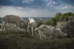 TV reportáž - Pastva na Devínskej Kobyle a Kampaň adoptuj si kozu