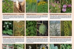 Plagát na stiahnutie: Invázne rastliny - Byliny a dreviny