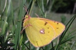  Ochrana vzácnych druhov motýľov nelesných biotopov v Českej republike a na Slovensku - LIFE09 NAT/CZ/000364