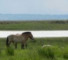 Kôň Przewalského pri Neziderskom jazere