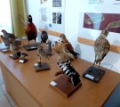 Ukážka druhov vtákov v ekocentre národného parku Fertő-Hanság