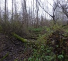 Vyschnuté rameno s invazívnym druhom - javorovec jaseňolistý (tenké stromy v pozadí)