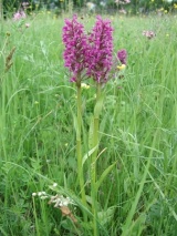 Abrod je známy výskytom mnohých druhov orchideí (archív Daphne)