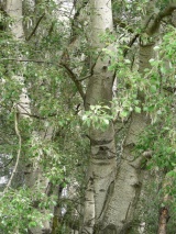 Dreviny lužného lesa (A. Kovarík)