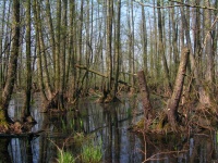 Jelšový les (V. Vongrej)
